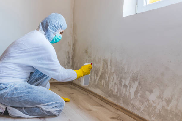 Licensed Commercial Mold Remediation service in Paulsboro, NJ - WQB Mold Removal
